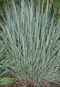 Schizachyrium scoparium 'Jazz'